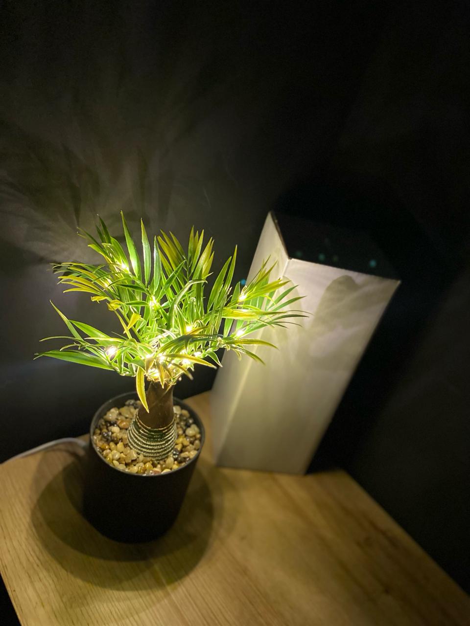 Miniatura 2 de PLANTA DECORATIVA